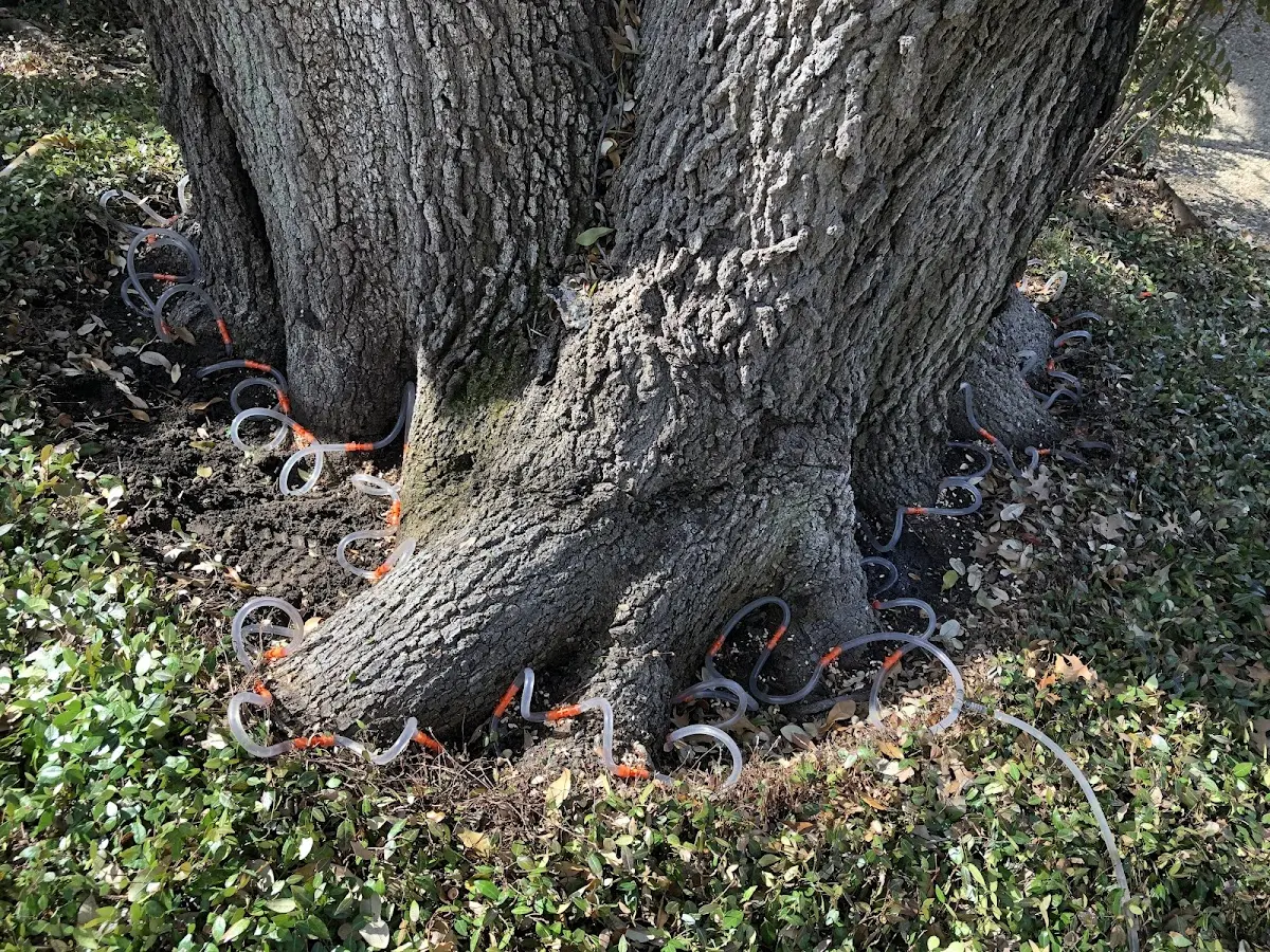 Detailed Tree Cabling and Bracing job site in Pembroke Township