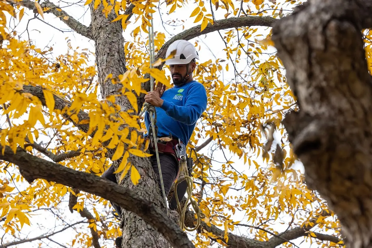 Skilled Tree Pruning crew working in Pembroke Township